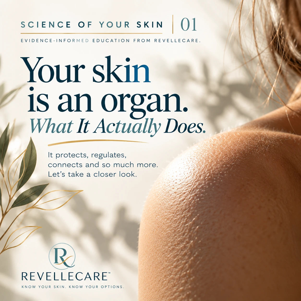 Science of Your Skin, Issue 01: Your skin is an organ. What it actually does.